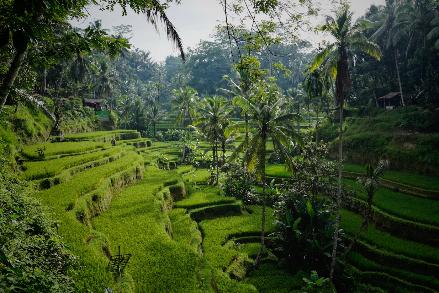 Jungle Valley Land Near Tegallalang